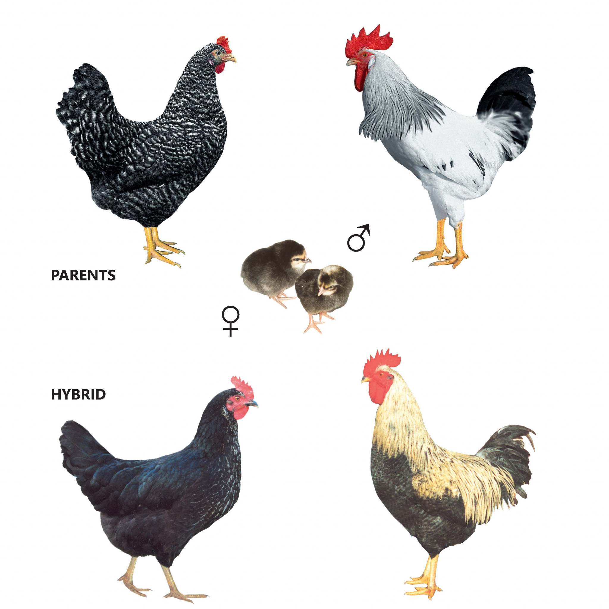 Курица доминанта порода описание породы
